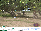 2° Pega de Boi Beneficente 22.03.26-136