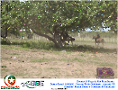2° Pega de Boi Beneficente 22.03.26-137