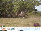 2° Pega de Boi Beneficente 22.03.26-142