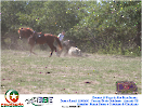 2° Pega de Boi Beneficente 22.03.26-155