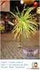 Carnaval Cultural 17.02.15-125