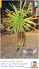 Carnaval Cultural 17.02.15-244